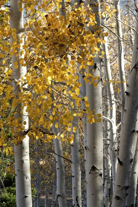 Framed Print : USA, Utah. Colorful autumn aspen on Boulder Mountain, Dixie National Forest. Date: 17-10-2020
