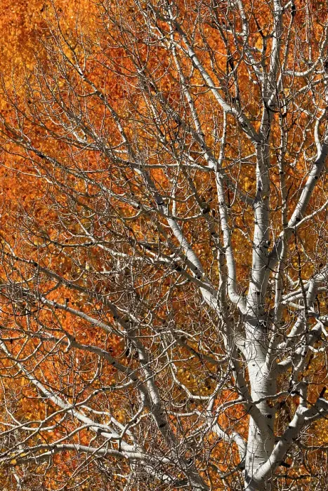 Framed Print : USA, Utah. Colorful autumn aspen on Boulder Mountain, Dixie National Forest. Date: 17-10-2020 Framed Print : USA, Utah. Colorful autumn aspen on Boulder Mountain, Dixie National Forest. Date: 17-10-2020