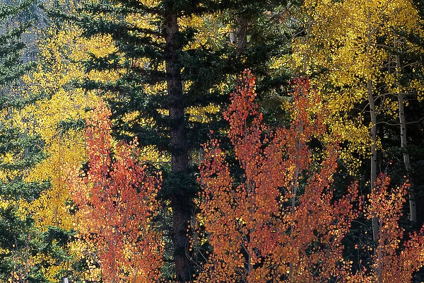 USA, Utah. Colorful autumn aspen and ponderosa pine on Boulder Mountain, Dixie National Forest. Date: 17-10-2020
