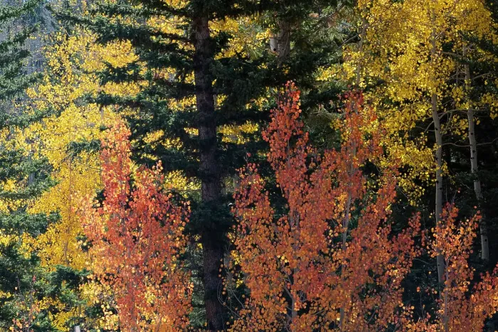 Framed Print : USA, Utah. Colorful autumn aspen and ponderosa pine on Boulder Mountain, Dixie National Forest. Date: 17-10-2020 Framed Print : USA, Utah. Colorful autumn aspen and ponderosa pine on Boulder Mountain, Dixie National Forest. Date: 17-10-2020