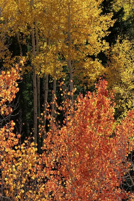 Framed Print : USA, Utah. Colorful autumn aspen and ponderosa pine on Boulder Mountain, Dixie National Forest. Date: 17-10-2020 Framed Print : USA, Utah. Colorful autumn aspen and ponderosa pine on Boulder Mountain, Dixie National Forest. Date: 17-10-2020