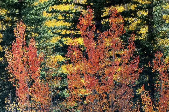 Framed Print : USA, Utah. Colorful autumn aspen and ponderosa pine on Boulder Mountain, Dixie National Forest. Date: 17-10-2020 Framed Print : USA, Utah. Colorful autumn aspen and ponderosa pine on Boulder Mountain, Dixie National Forest. Date: 17-10-2020