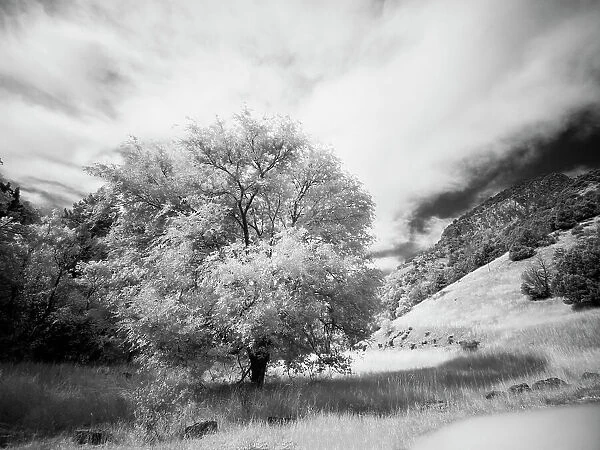 USA, Utah, Infrared of the Logan Pass area and lone tree Date: 25-09-2020
