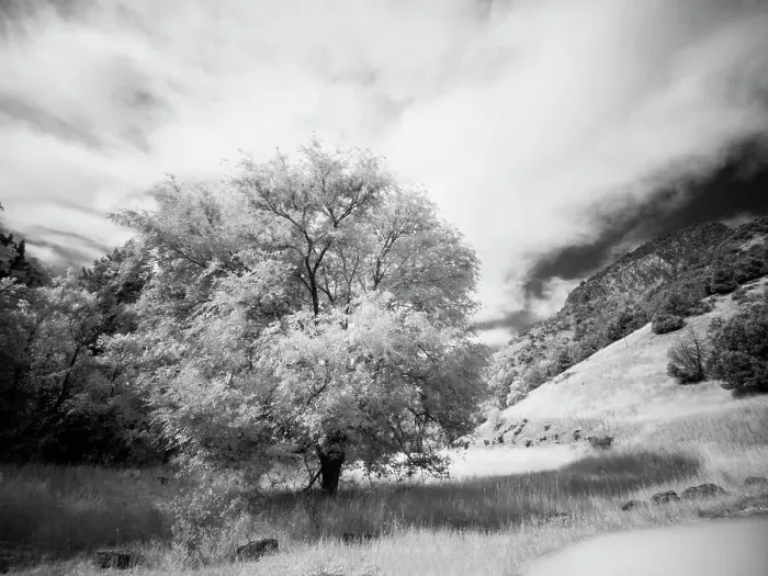 Framed Print : USA, Utah, Infrared of the Logan Pass area and lone tree Date: 25-09-2020 Framed Print : USA, Utah, Infrared of the Logan Pass area and lone tree Date: 25-09-2020