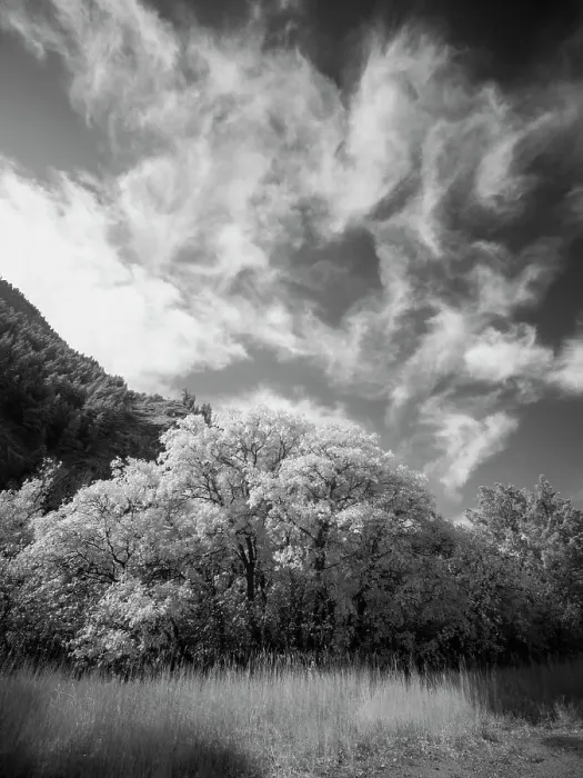 Framed Print : USA, Utah, Infrared of the Logan Pass area and lone tree Date: 25-09-2020 Framed Print : USA, Utah, Infrared of the Logan Pass area and lone tree Date: 25-09-2020