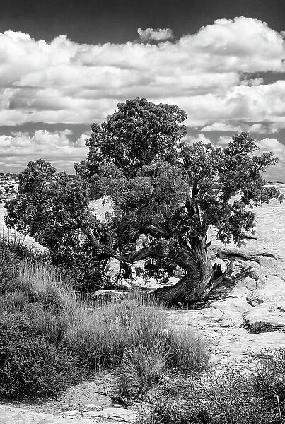 USA, Utah. Juniper with clouds, Bears Ears National Monument. Date: 16-04-2021