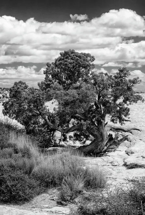 Framed Print : USA, Utah. Juniper with clouds, Bears Ears National Monument. Date: 16-04-2021 Framed Print : USA, Utah. Juniper with clouds, Bears Ears National Monument. Date: 16-04-2021