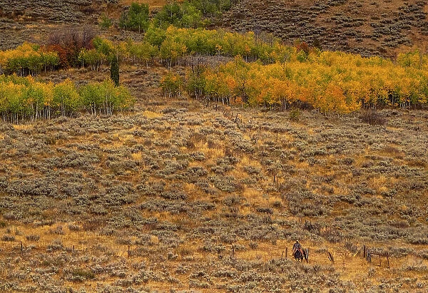 USA, Utah, Logan Highway 89 cowboy on horseback along fence line Date: 26-09-2020