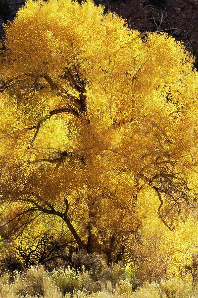 USA, Utah. Magnificently backlit autumn Cottonwood tree, Needles District, Canyonlands National Park. Date: 20-10-2020