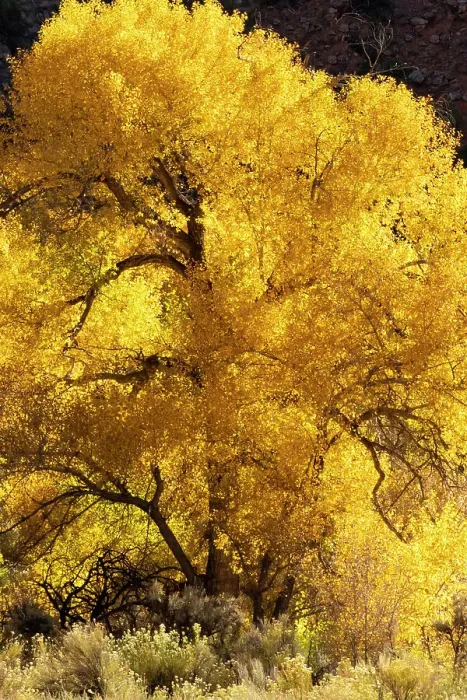 Framed Print : USA, Utah. Magnificently backlit autumn Cottonwood tree, Needles District, Canyonlands National Park. Date: 20-10-2020 Framed Print : USA, Utah. Magnificently backlit autumn Cottonwood tree, Needles District, Canyonlands National Park. Date: 20-10-2020