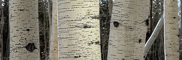 USA, Utah. Panoramic detail of aspen trunks in Manti-La Sal National Forest. Date: 01-11-2020