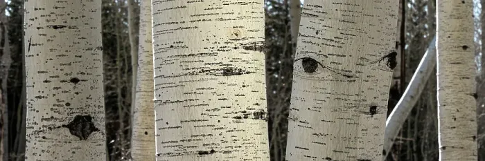 Framed Print : USA, Utah. Panoramic detail of aspen trunks in Manti-La Sal National Forest. Date: 01-11-2020 Framed Print : USA, Utah. Panoramic detail of aspen trunks in Manti-La Sal National Forest. Date: 01-11-2020