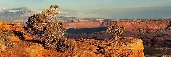USA, Utah. Panoramic of twisted juniper at an overlook, Dead Horse Point State Park. Date: 23-01-2021