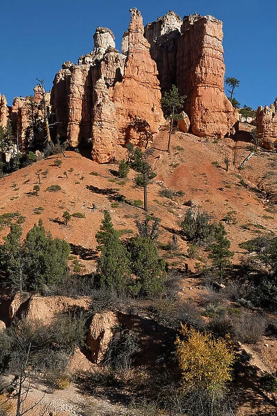 USA, Utah. Pinyon pine and hoodoos, Bryce Canyon National Park. Date: 18-10-2020
