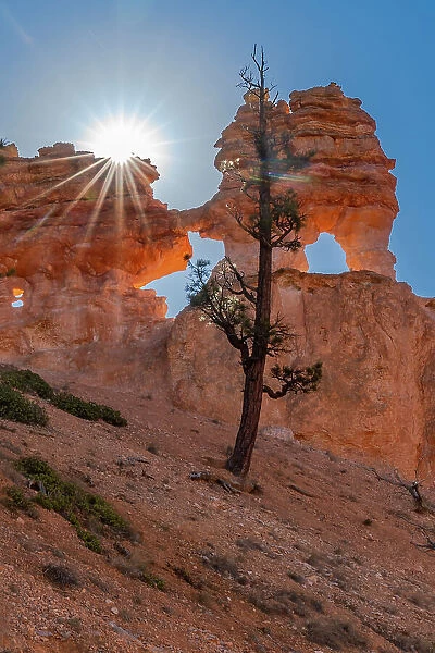 USA, Utah. Ponderosa pine and hoodoos with starburst, Bryce Canyon National Park. Date: 18-10-2020