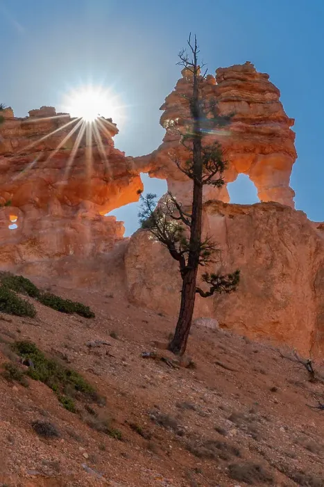 Framed Print : USA, Utah. Ponderosa pine and hoodoos with starburst, Bryce Canyon National Park. Date: 18-10-2020