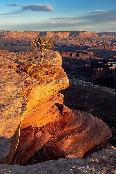 USA, Utah. Twisted juniper at an overlook, Dead Horse Point State Park. Date: 23-01-2021
