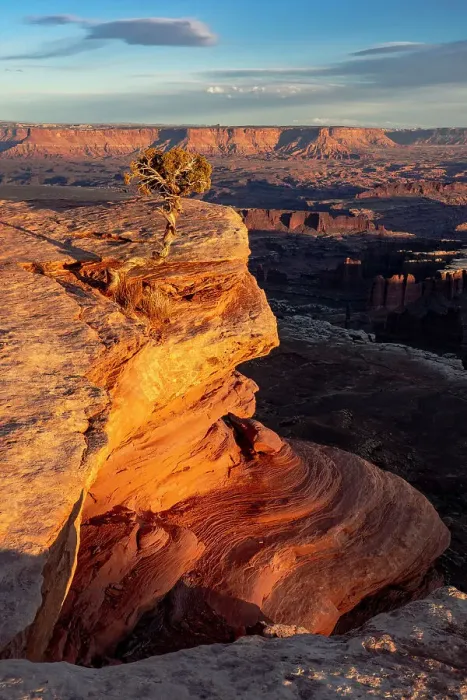 Framed Print : USA, Utah. Twisted juniper at an overlook, Dead Horse Point State Park. Date: 23-01-2021 Framed Print : USA, Utah. Twisted juniper at an overlook, Dead Horse Point State Park. Date: 23-01-2021