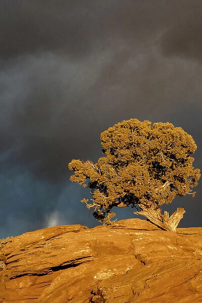 USA, Utah. Twisted juniper at sunset with storm clouds, Dead Horse Point State Park. Date: 16-02-2021