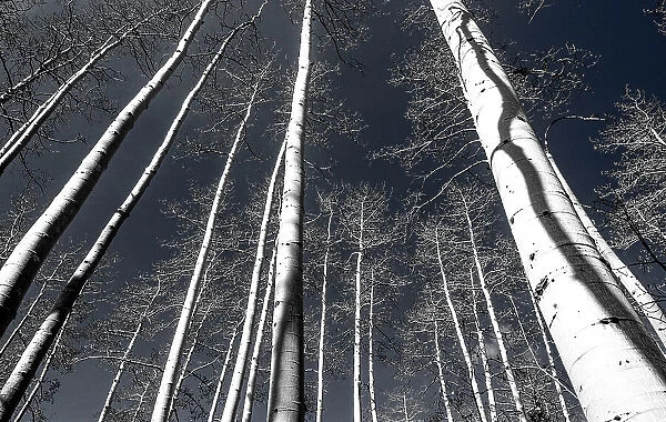 USA, Utah, Woodruff aspen trees along highway 39 Date: 27-09-2020