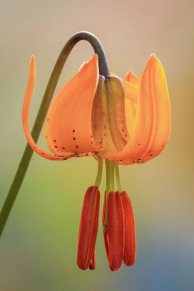 USA, Washington, Dewatto. Tiger lily flower close-up. Date: 24-06-2020