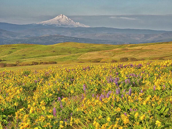 USA, Washington State. Arrowleaf balsamroot and lupine with Mount Hood in background Date: 23-04-2021