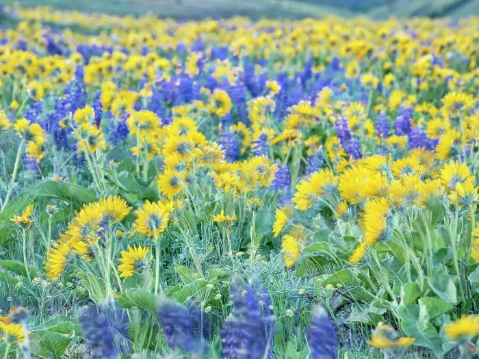 Framed Print : USA, Washington State. Arrowleaf balsamroot and lupine Date: 22-04-2021 Framed Print : USA, Washington State. Arrowleaf balsamroot and lupine Date: 22-04-2021