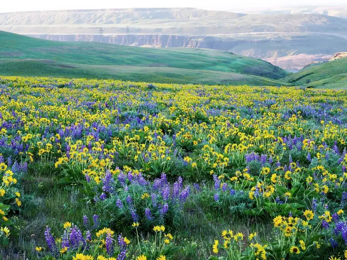 Framed Print : USA, Washington State. Arrowleaf balsamroot and lupine Date: 22-04-2021 Framed Print : USA, Washington State. Arrowleaf balsamroot and lupine Date: 22-04-2021