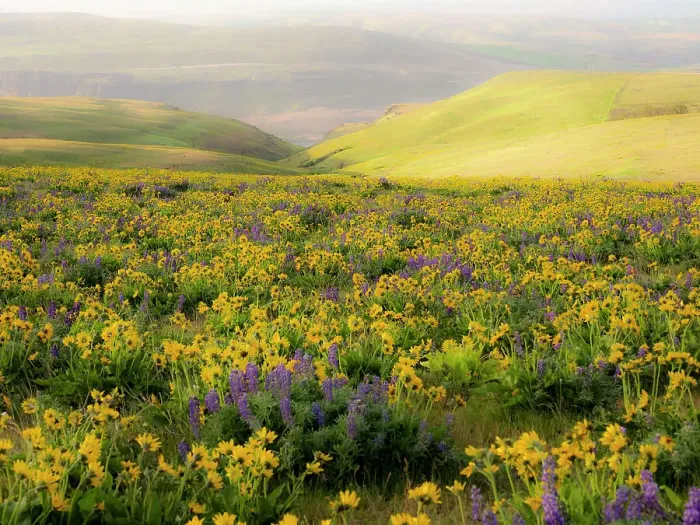 Framed Print : USA, Washington State. Arrowleaf balsamroot and lupine Date: 23-04-2021 Framed Print : USA, Washington State. Arrowleaf balsamroot and lupine Date: 23-04-2021
