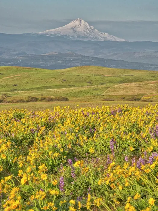 Framed Print : USA, Washington State. Arrowleaf balsamroot and lupine with Mount Hood in background Date: 23-04-2021 Framed Print : USA, Washington State. Arrowleaf balsamroot and lupine with Mount Hood in background Date: 23-04-2021