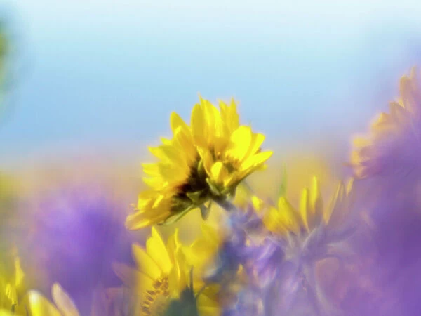 USA, Washington State. Close-up of Arrowleaf Balsamroot and lupine Date: 23-04-2021