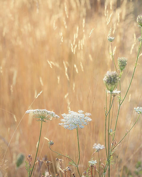USA, Washington State, Dewatto. Queen Anne's lace in summer and dried grasses. Date: 08-08-2021