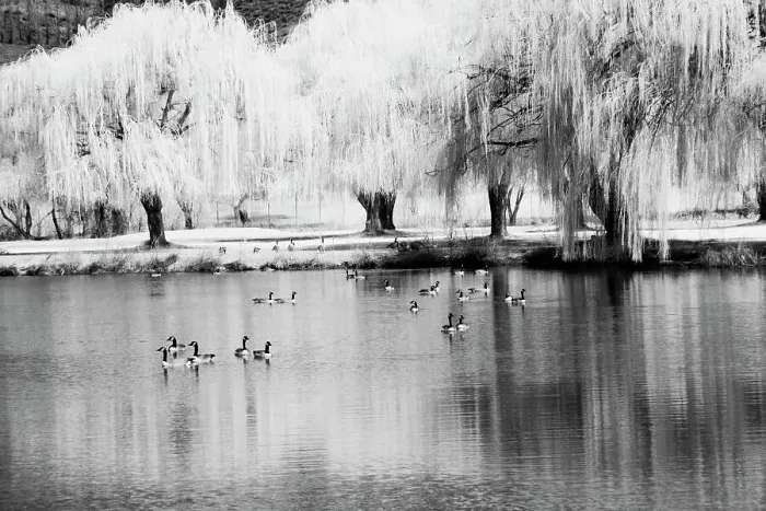 Framed Print : USA, Washington State, Eastern Washington. Weeping willow tree reflecting in pond Date: 30-03-2006 Framed Print : USA, Washington State, Eastern Washington. Weeping willow tree reflecting in pond Date: 30-03-2006