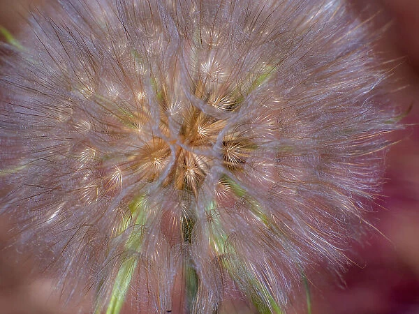 USA, Washington State, Eastern Washington fluffy seed head of Salsify dandelion Date: 22-06-2020