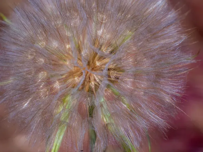 Framed Print : USA, Washington State, Eastern Washington fluffy seed head of Salsify dandelion Date: 22-06-2020 Framed Print : USA, Washington State, Eastern Washington fluffy seed head of Salsify dandelion Date: 22-06-2020
