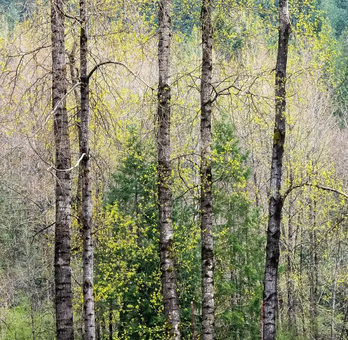 Framed Print : USA, Washington State, Fall City Cottonwoods just budding out in the spring along the Snoqualmie River Date: 11-04-2020 Framed Print : USA, Washington State, Fall City Cottonwoods just budding out in the spring along the Snoqualmie River Date: 11-04-2020