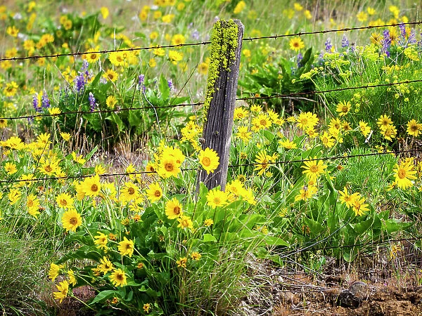 USA, Washington State. Fence line with spring wildflowers Date: 23-04-2021
