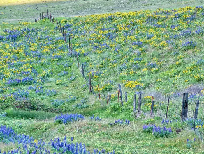 Framed Print : USA, Washington State. Fence line with spring wildflowers Date: 22-04-2021 Framed Print : USA, Washington State. Fence line with spring wildflowers Date: 22-04-2021
