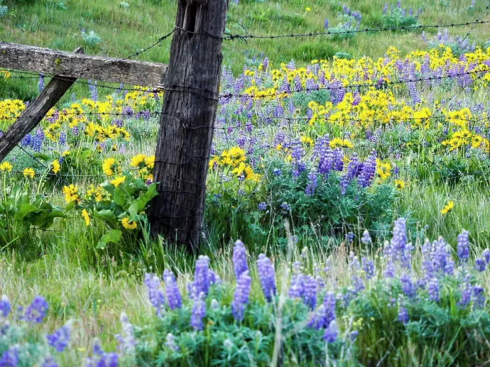 Framed Print : USA, Washington State. Fence line with spring wildflowers Date: 22-04-2021 Framed Print : USA, Washington State. Fence line with spring wildflowers Date: 22-04-2021