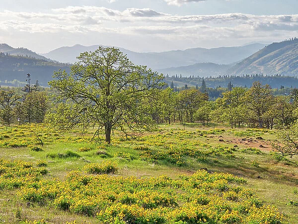 USA, Washington State. Lone Oak Tree in field of wildflowers Date: 22-04-2021