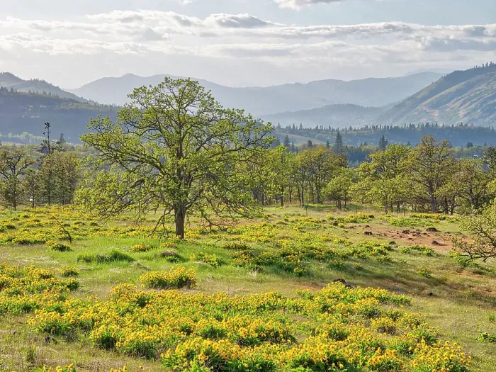Framed Print : USA, Washington State. Lone Oak Tree in field of wildflowers Date: 22-04-2021 Framed Print : USA, Washington State. Lone Oak Tree in field of wildflowers Date: 22-04-2021