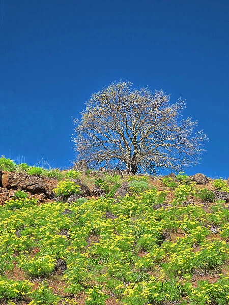 USA, Washington State. Lone Tree on hillside with spring wildflowers Date: 21-04-2021