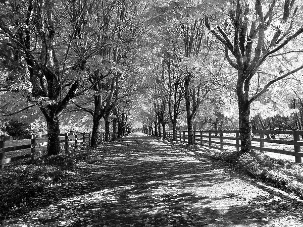 USA, Washington State, North Bend black and White maple tree lined driveway Date: 22-10-2020