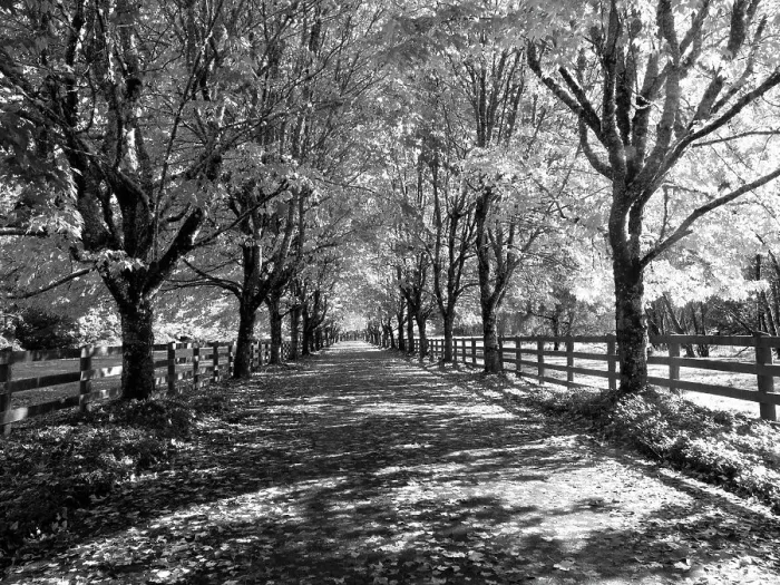 Framed Print : USA, Washington State, North Bend black and White maple tree lined driveway Date: 22-10-2020