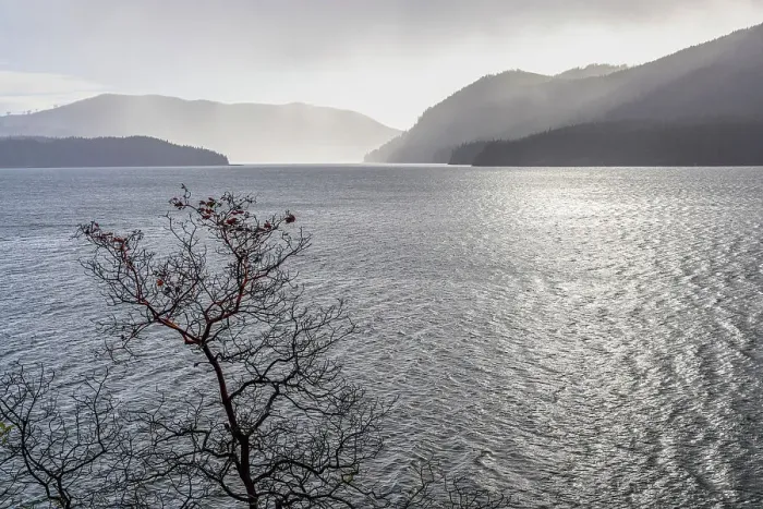 Framed Print : USA, Washington State, Olympic National Forest. Madrone tree silhouetted against Lake Cushman in winter. Date: 13-01-2021 Framed Print : USA, Washington State, Olympic National Forest. Madrone tree silhouetted against Lake Cushman in winter. Date: 13-01-2021