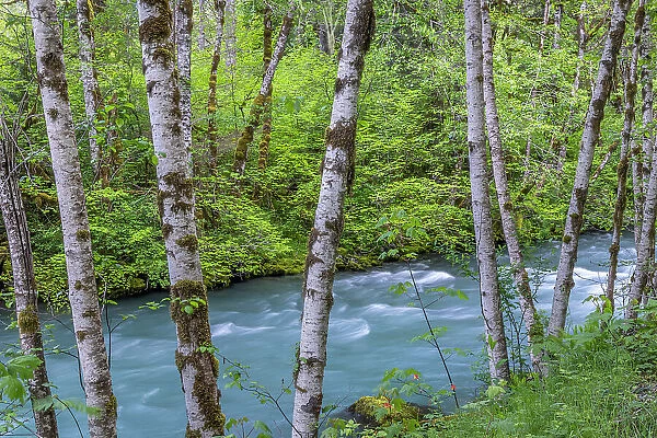 USA, Washington State, Olympic National Forest. Landscape with alder trees and Dosewallips River. Date: 20-05-2021
