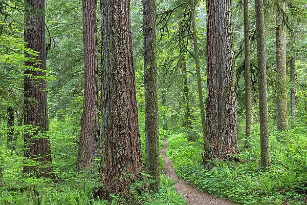 USA, Washington State, Olympic National Forest. Trail through old growth forest. Date: 26-05-2021