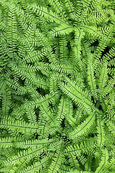 USA, Washington State, Olympic National Forest. Maidenhair ferns close-up. Date: 26-05-2021