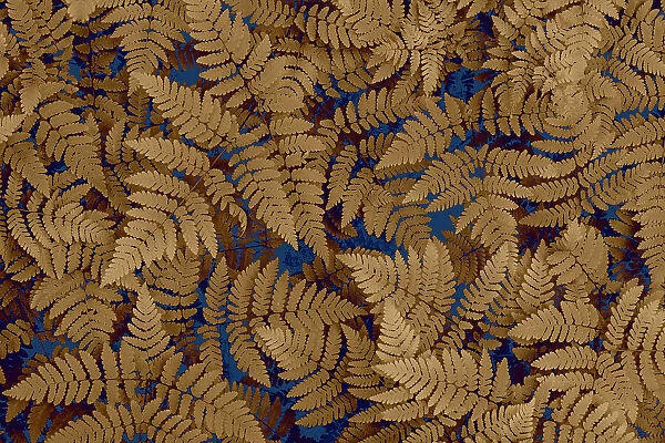 USA, Washington State, Olympic National Forest. Dried oak fern patterns. Date: 26-05-2021