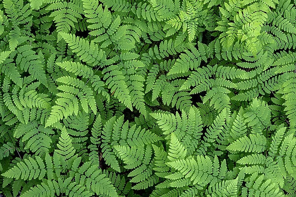 USA, Washington State, Olympic National Forest. Oak fern patterns. Date: 26-05-2021